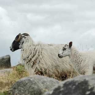 Radio Clash 37: Sheffield Sheepseeing Cuntry Tour ft DJNoNo