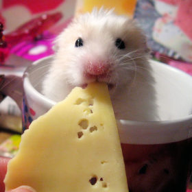 Hamster with cheese Radio Clash 61: International Cheese Baby Day! mashup music eclectic podcast