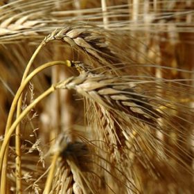 Photo of wheat in summer - Radio Clash 78: Southern Summer, Northern Soul mashup music eclectic podcast