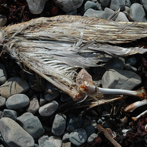 digital debris 1: hell (for bill) cover - dead bird