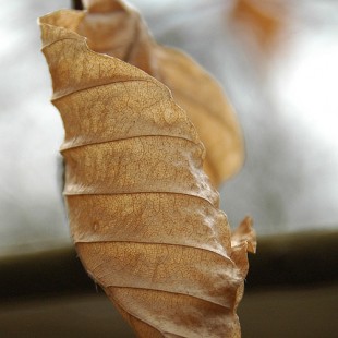 You say what - leaf photo by Tim Baker