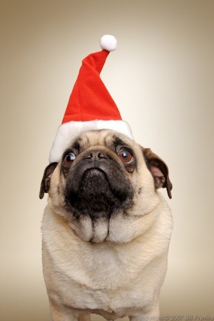 Happy Scroogemas! And A Bah Humbug New Year! Pug Dog with Santa hat. copyright 2005 Bill Frymire