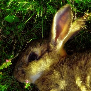 Summerisle Rabbit - (Outer Hebrides 2006)