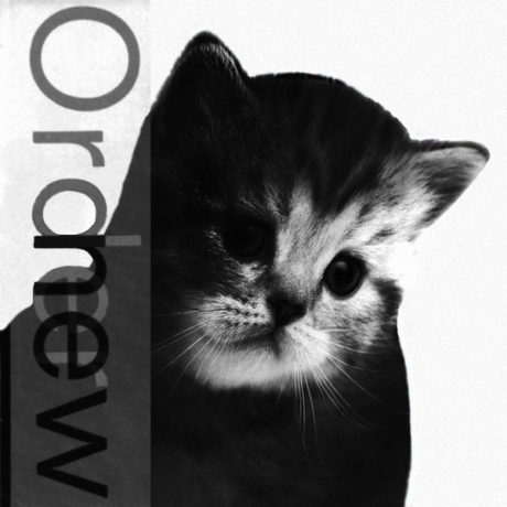 Kitten Covers New Order 