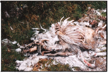 Dead Sheep - Isle of Skye, Sept 2001
