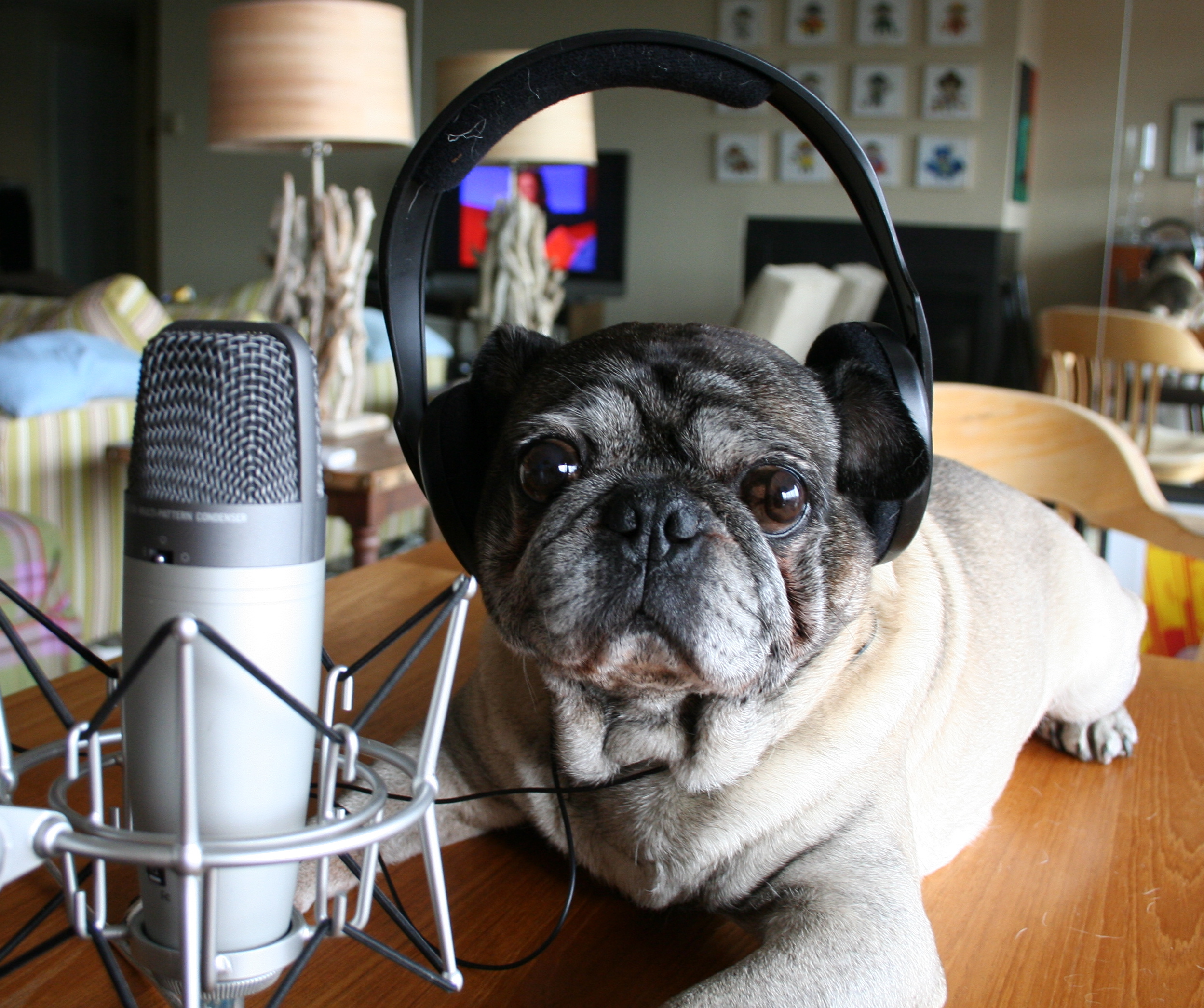You could even do the first podcast by dogs FOR dogs! DOGCAST! The Guerrilla Guide To Podcasting Part One how to tutorial DIY podcast beginner