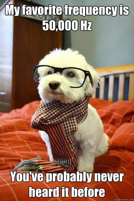 Dog with classes and scarf, hipster meme saying 'My favorite frequency is 50,000 Hz You've probably never heard it before' The Guerrilla Guide To Podcasting Part One how to tutorial DIY podcast beginner